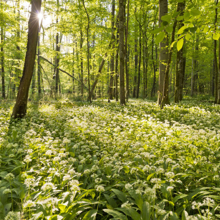 Bärlauchblüte im Bienwald