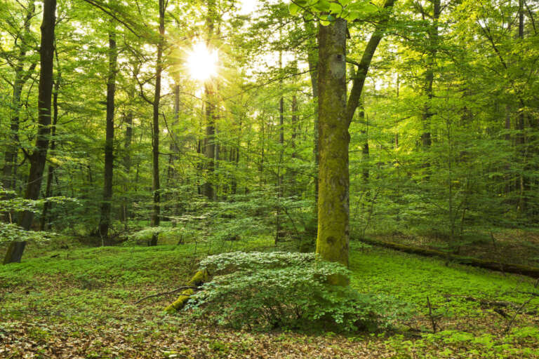 Frühlingssonne im Wald bei Jockgrim