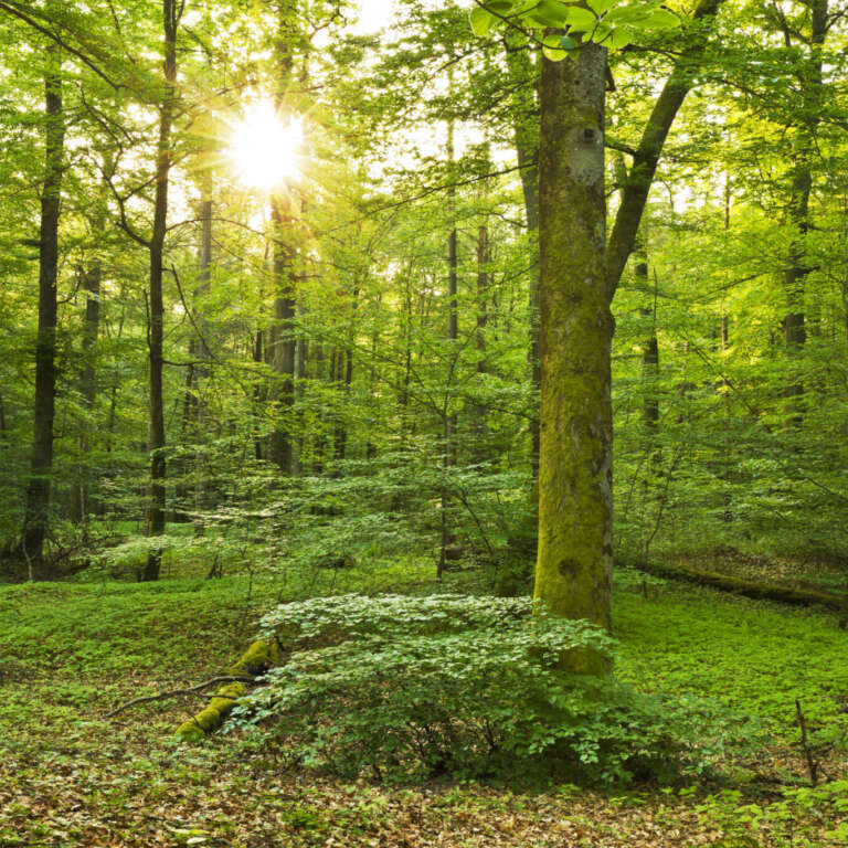 Frühlingssonne im Wald bei Jockgrim