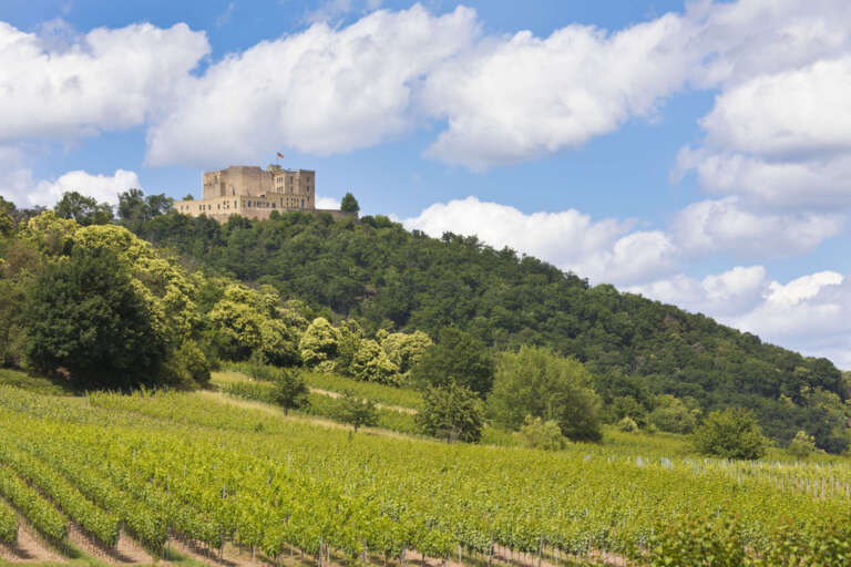 Das Hambacher Schloss über den Weinbergen und blühenden Esskastanien