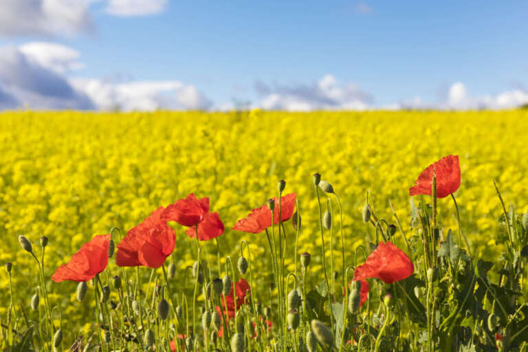 Roter Klatschmohn kontrastiert mit gelbem Raps und blauem Himmel