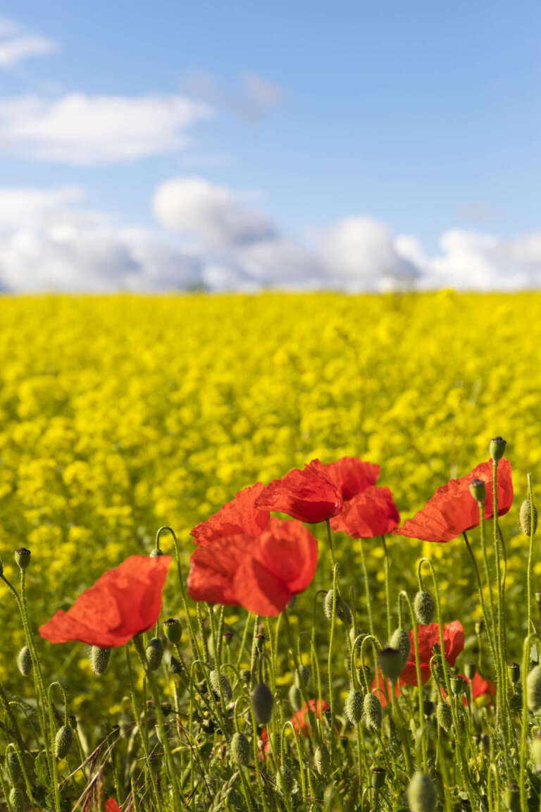 Roter Klatschmohn vor gelbem Raps und blauen Himmel