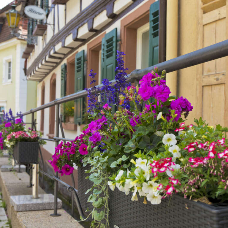 Blumenschmuck in der Tanzstraße von St. Martin