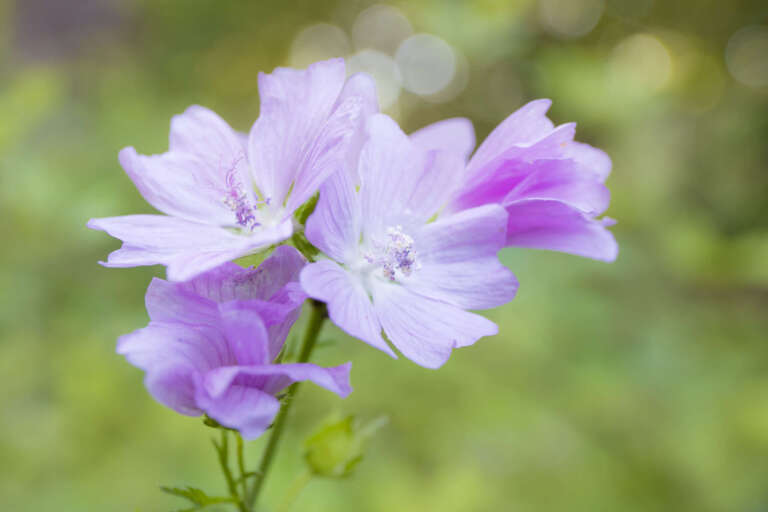 Rosa Moschus-Malve im Wald