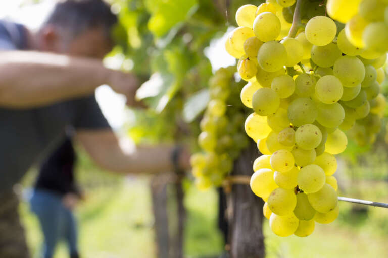 Nahaufnahme von Weintrauben bei der Weinlese