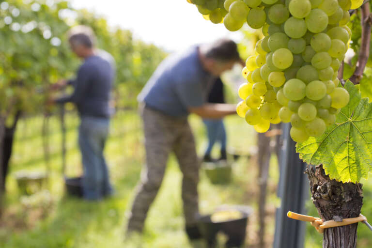 Weinlese von Hand in der Pfalz