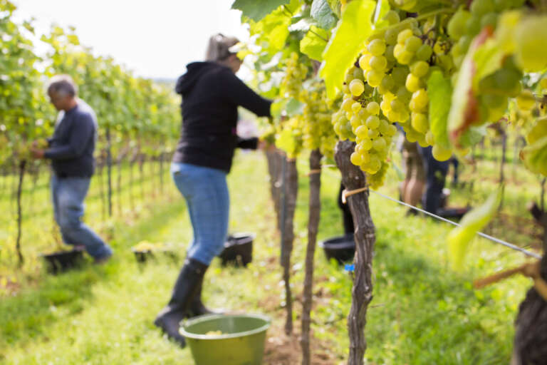 Weinlese von Hand in der Weinbergen der Pfalz