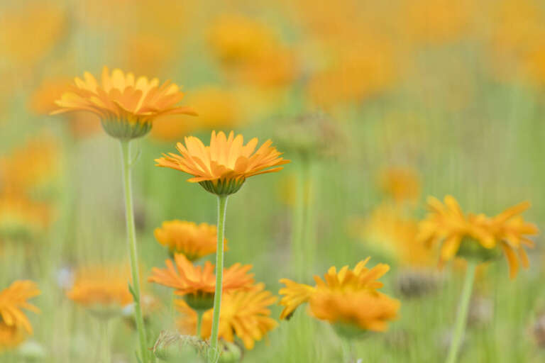 Blühende Ringelblumen – Calendula officinalis