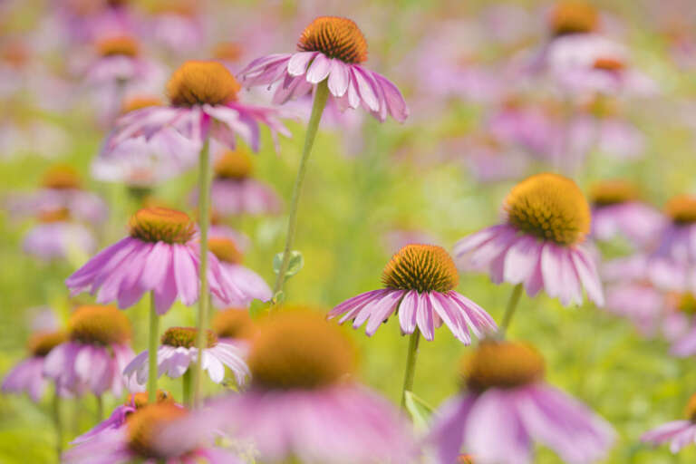 Blüten des Purpur-Sonnenhuts – Echinacea purpurea