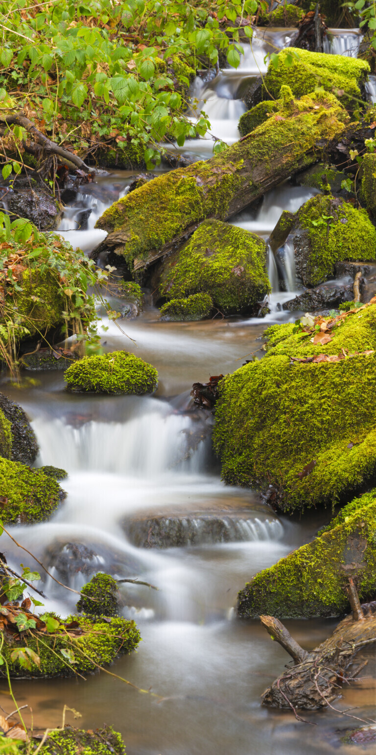 Der Mußbach im Pfälzerwald