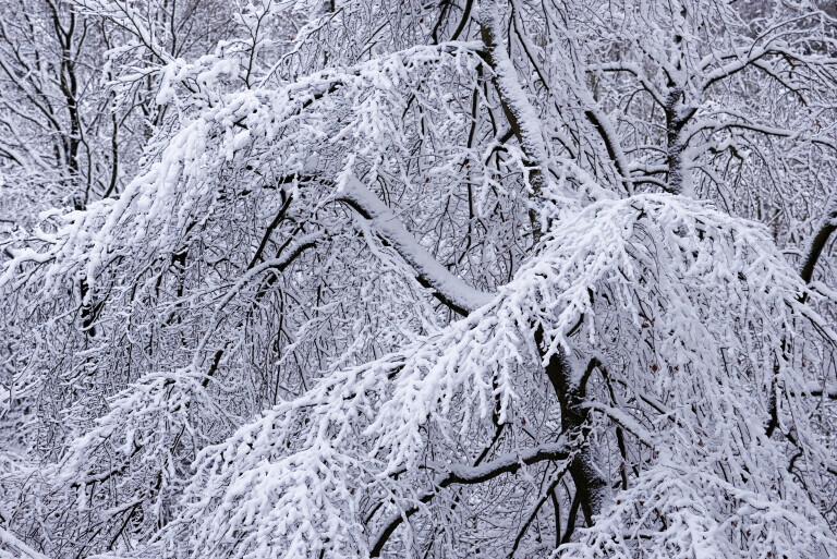 Winterlicher Wald