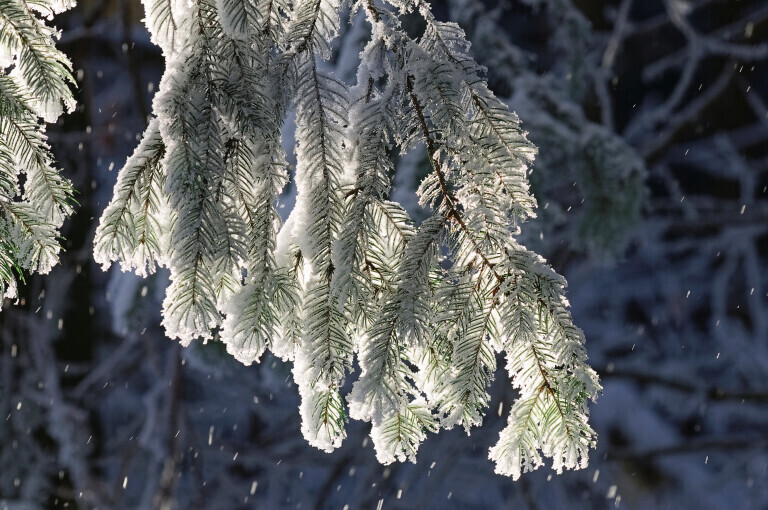 Schneebedeckte Tannenzweige