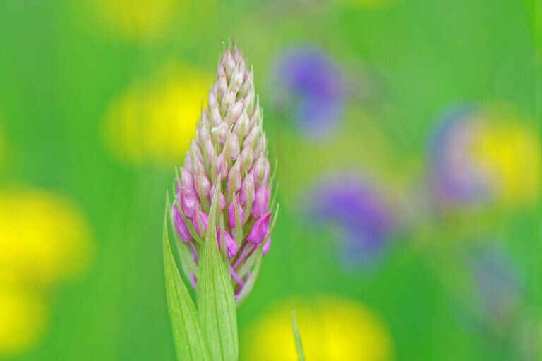 Knospende Orchidee auf Frühlingswiese