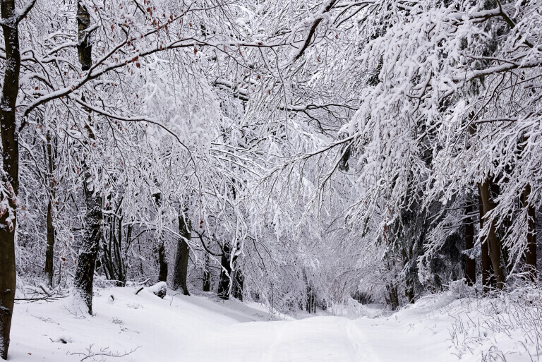 Winterlicher Wald