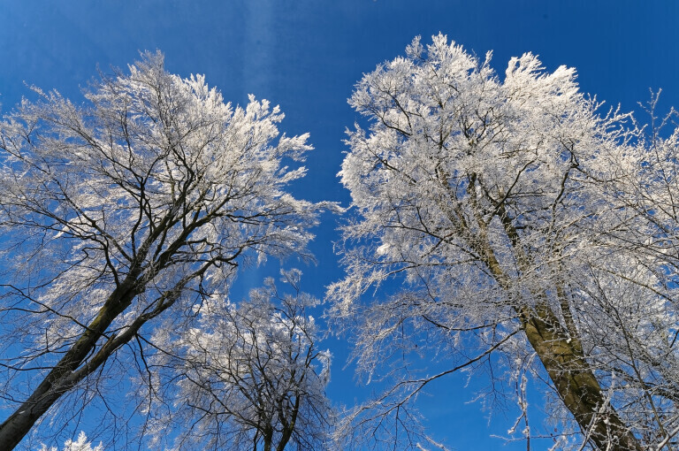 Baeume von Raureif ueberzogen vor blauem Himmel