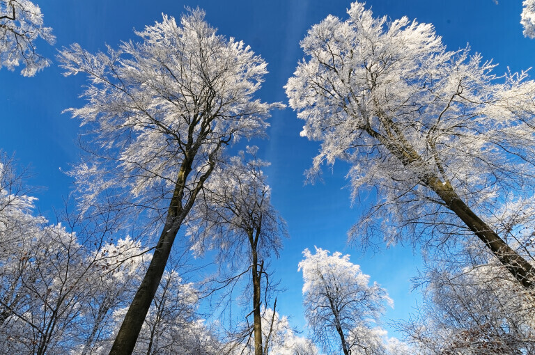 Bäume von Raureif überzogen vor blauem Himmel