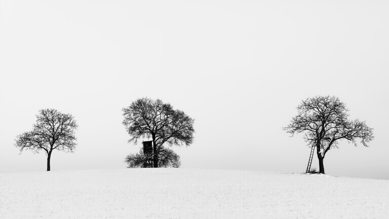 Solitaer-Eiche auf schneebedecktem Huegel