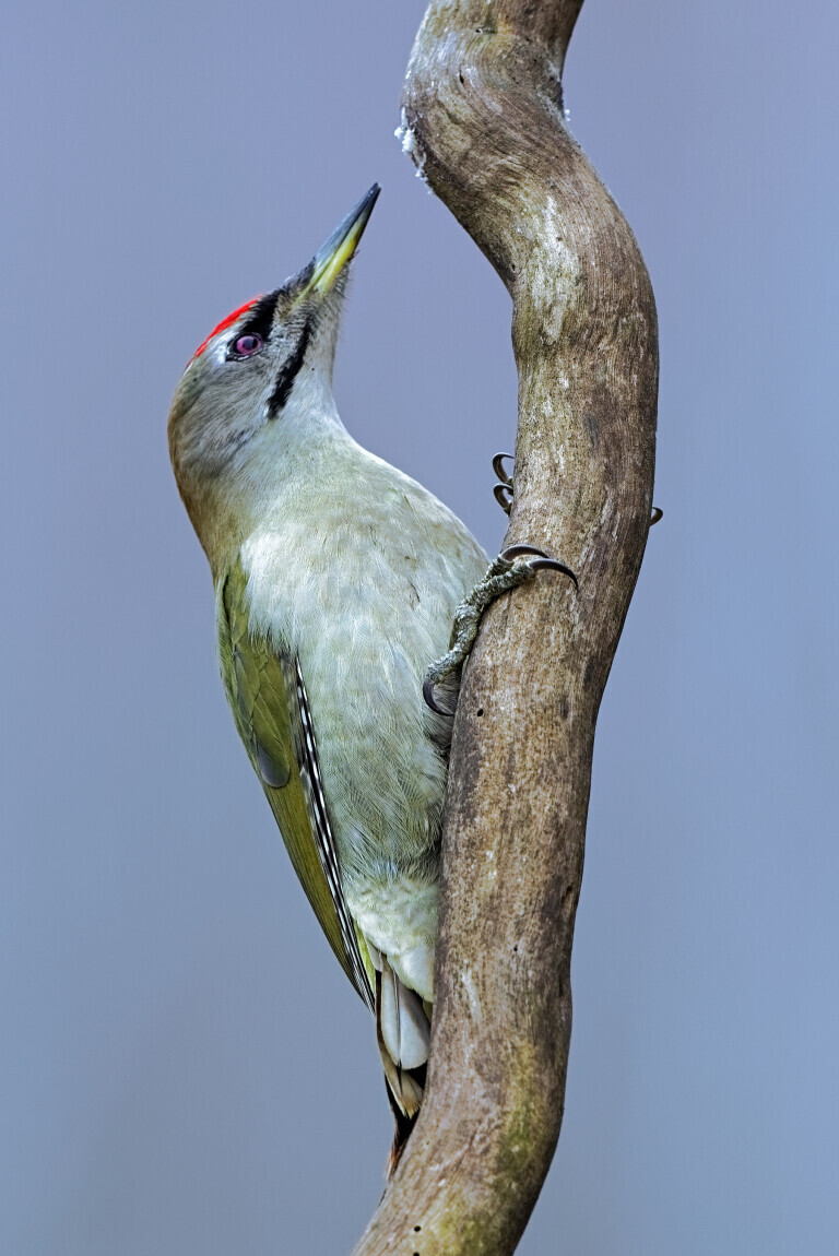 Grauspecht-Portrait