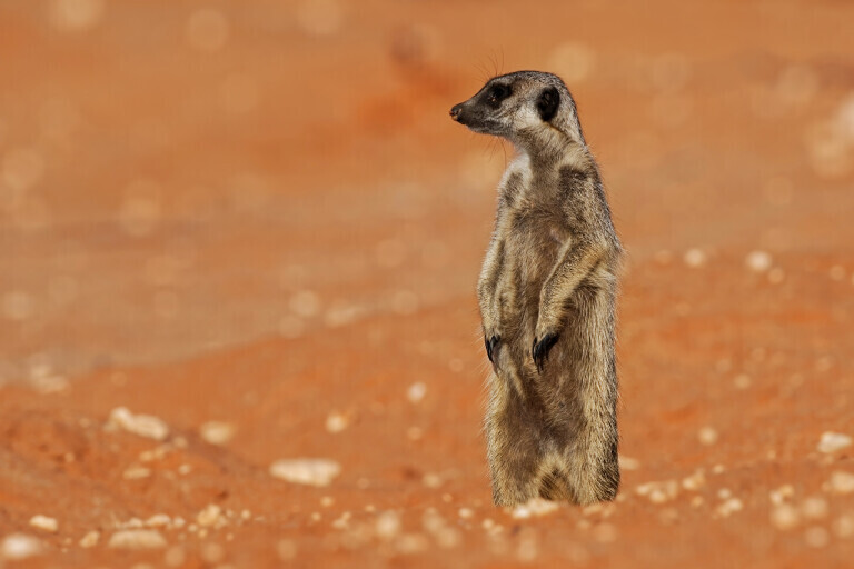 Stehendes Erdmaennchen in der Kalahari bei Morgenlicht