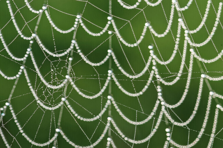 Zwei dicht beieinander haengende Spinnennetze mit Tautropfen