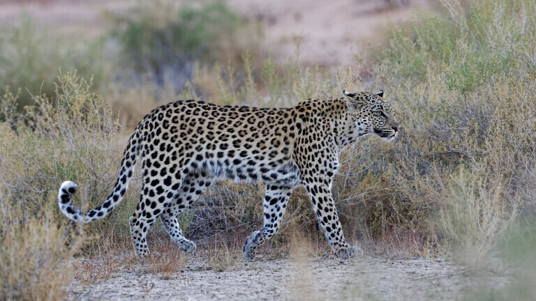 Leopard in der Kalahari