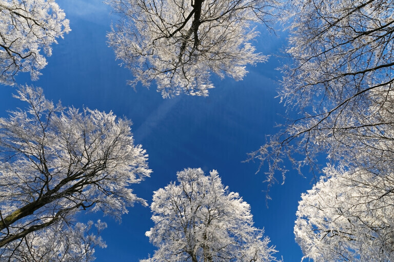 Baeume von Raureif ueberzogen vor blauem Himmel