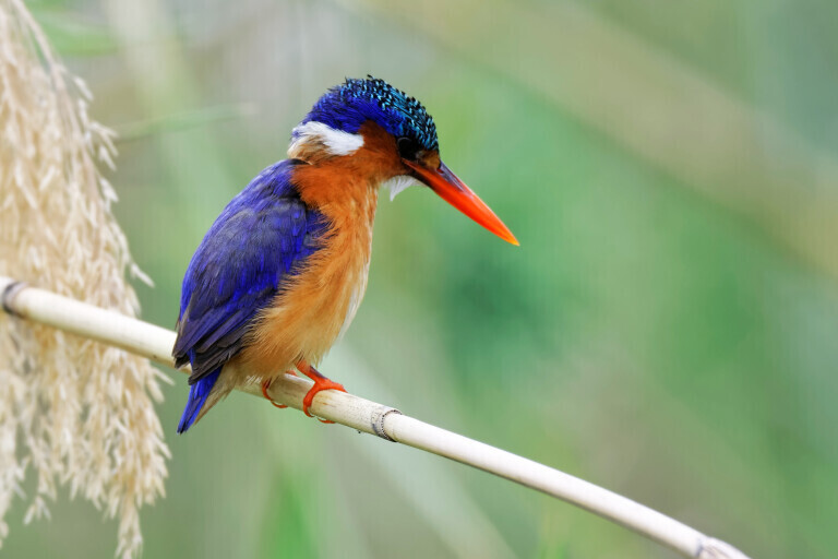 Sitzender Zwerghaubentaucher (Malachite Kingfisher)