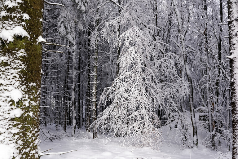 Winterlicher Wald