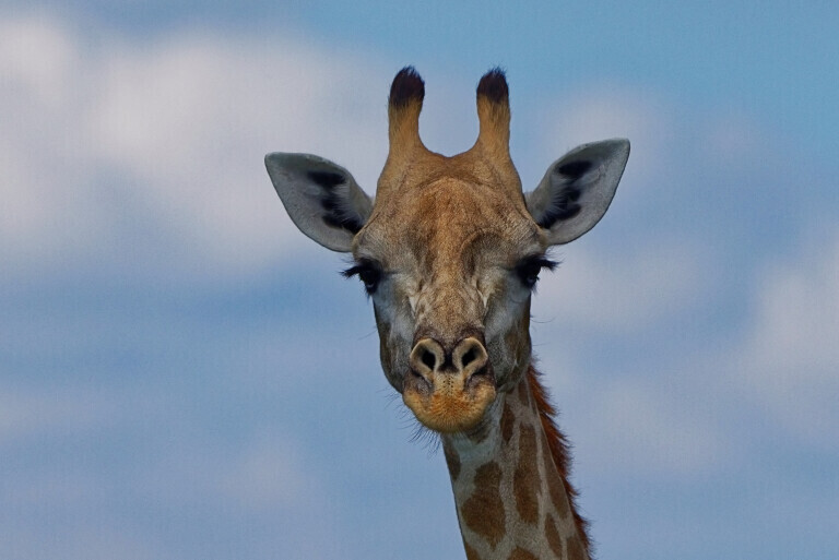 Giraffenportrait vor blauem Himmel