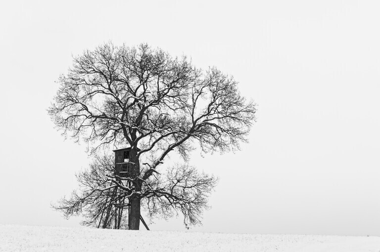 Solitaer-Eiche auf schneebedecktem Huegel