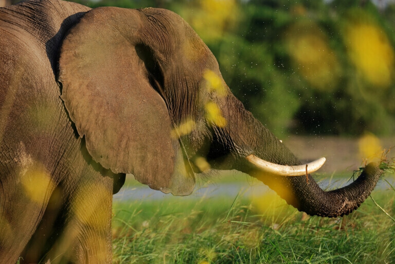 Äsender Elefant mit gelben Blumen im Vordergrund