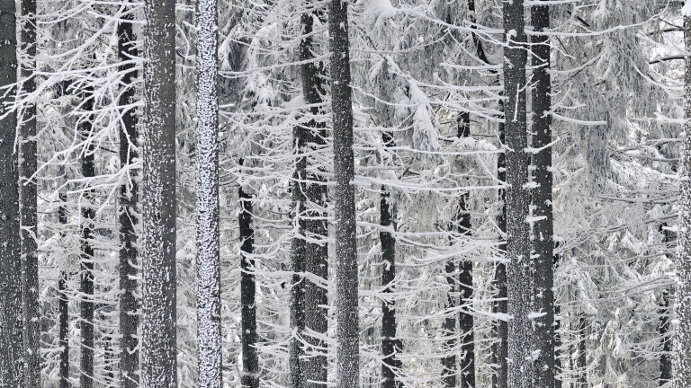 Winterliche Baumfront im Mischwald