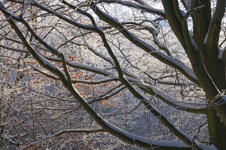 Winterwald Impressionen