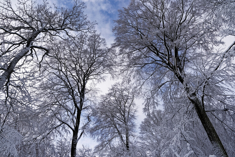 Winterlicher Wald