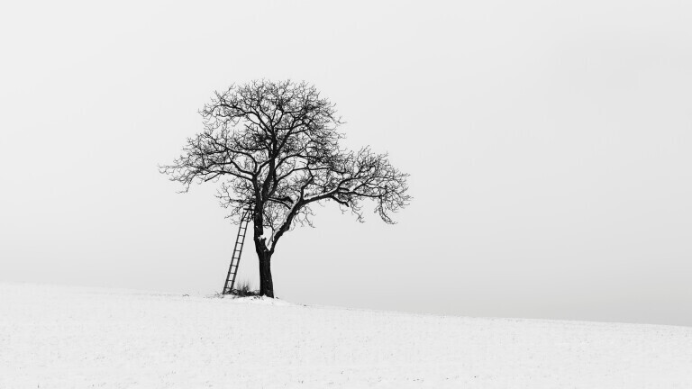 Solitaer-Eiche auf schneebedecktem Huegel