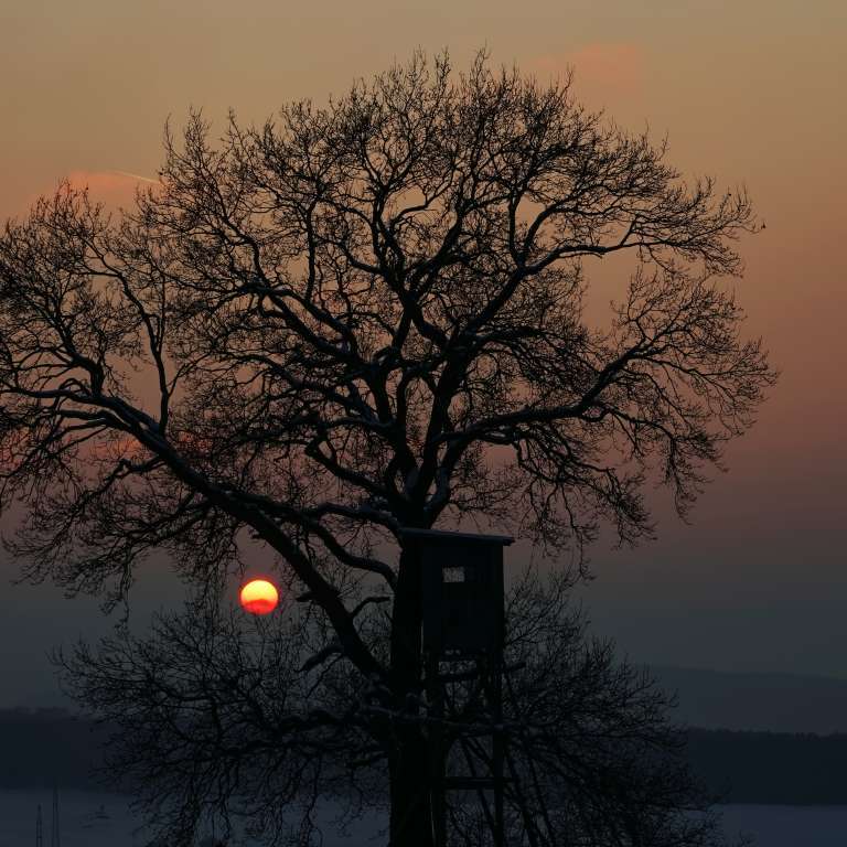 Solitaer-Eiche mit Lichteinfall in Schiessstand durch untergehende Sonne