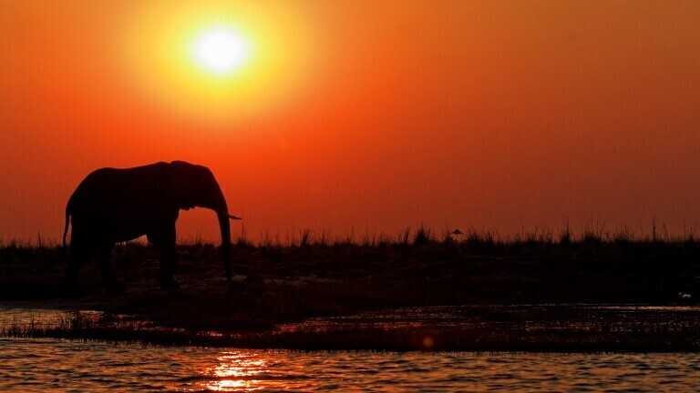 Elefant bei Sonnenuntergang am Chobe