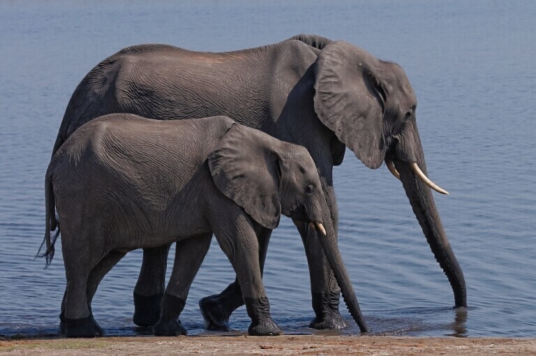 Zwei langsam schreitende Elefanten am Chobe-Ufer