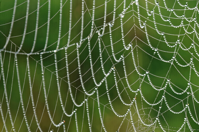 Zwei dicht beieinander haengende Spinnennetze mit Tautropfen