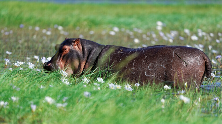 Nilpferd in bluehender Sumpf-Landschaft