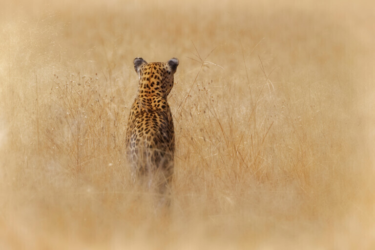 Leopard auf Jagd